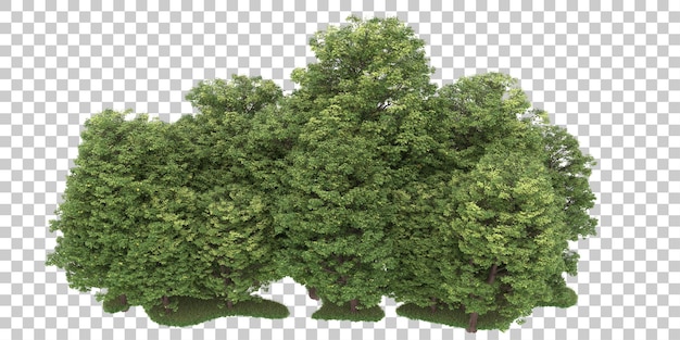Wald auf transparentem Hintergrund. 3D-Rendering - Abbildung