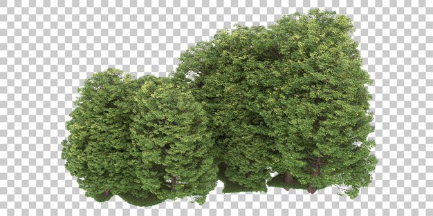 Wald auf transparentem Hintergrund. 3D-Rendering - Abbildung