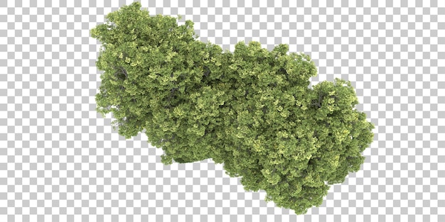 Wald auf transparentem Hintergrund. 3D-Rendering - Abbildung