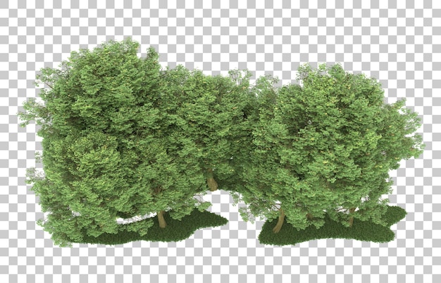 Wald auf transparentem hintergrund. 3d-rendering - abbildung