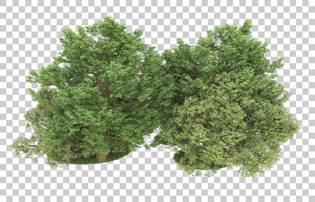Wald auf transparentem Hintergrund. 3D-Rendering - Abbildung