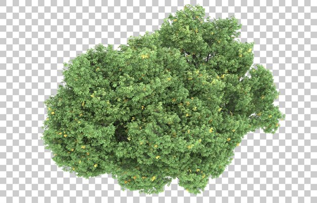 Wald auf transparentem Hintergrund. 3D-Rendering - Abbildung
