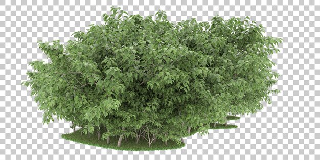 Wald auf transparentem Hintergrund. 3D-Rendering - Abbildung