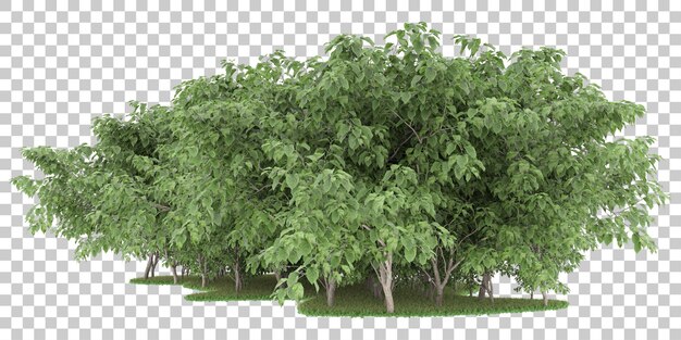 Wald auf transparentem Hintergrund. 3D-Rendering - Abbildung