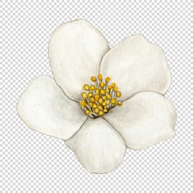 Wasserfarbe mit handgezeichneten weißen Jasminblumen