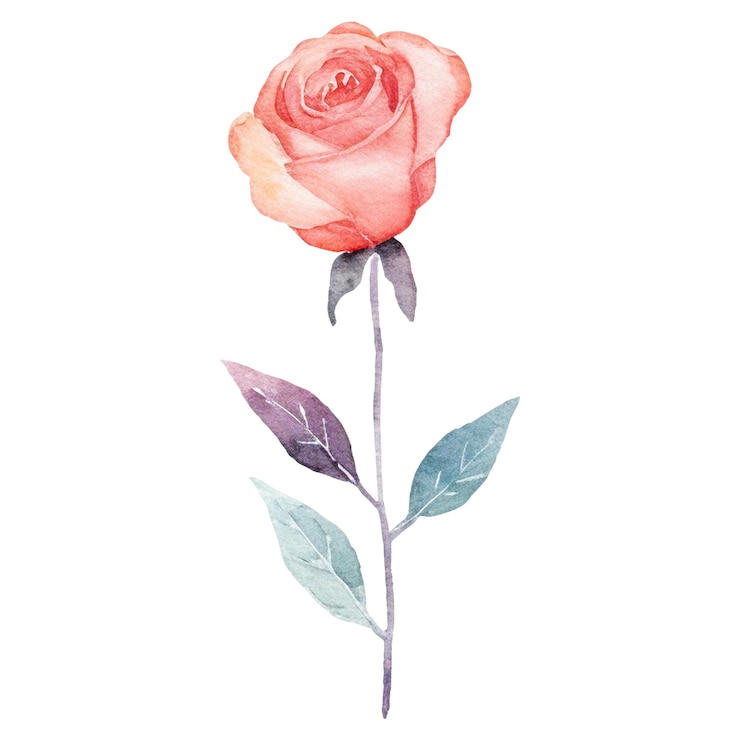 PSD wasserfarbgemalte rosenblume, handgezeichnetes designelement, isoliert auf durchsichtigem hintergrund