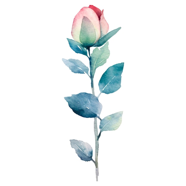 Wasserfarbgemalte Rosenblume, handgezeichnetes Designelement, isoliert auf durchsichtigem Hintergrund