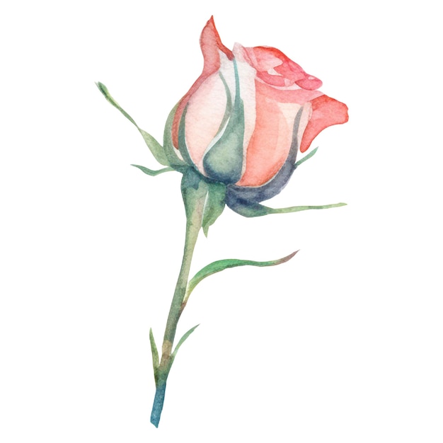 Wasserfarbgemalte Rosenblume, handgezeichnetes Designelement, isoliert auf durchsichtigem Hintergrund