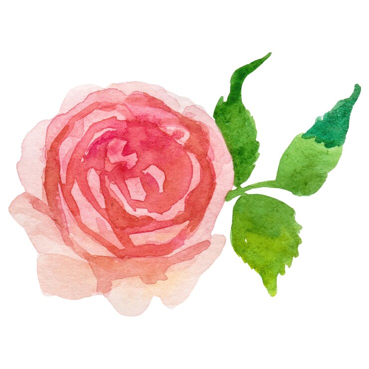 PSD wasserfarbgemalte rosenblume, handgezeichnetes designelement, isoliert auf durchsichtigem hintergrund