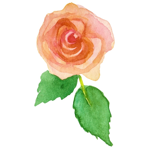 Wasserfarbgemalte Rosenblume, handgezeichnetes Designelement, isoliert auf durchsichtigem Hintergrund