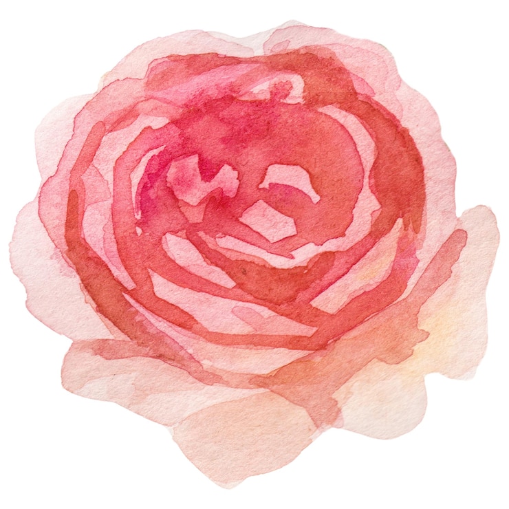 PSD wasserfarbgemalte rosenblume, handgezeichnetes designelement, isoliert auf durchsichtigem hintergrund