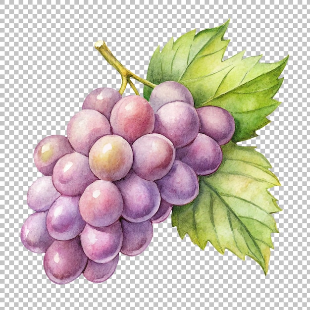 Watercolor bunch of red grapes isolated on transparent background