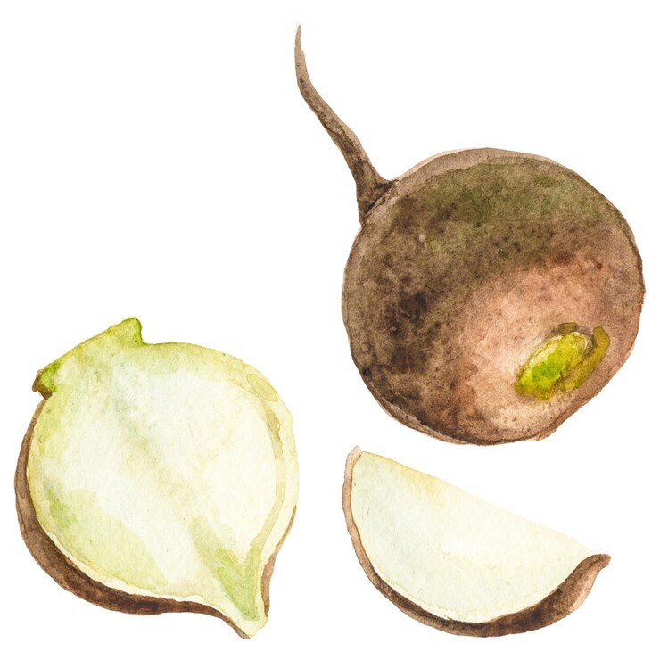 PSD watercolor painted radish hand drawn fresh food design element isolated on transparent background