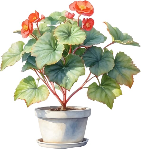 PSD watercolor painting of a rex begonia plant