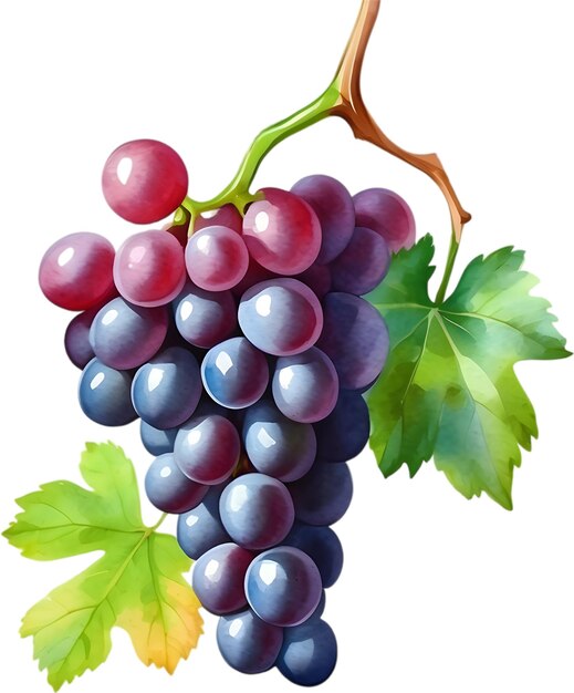 PSD watercolor painting of a grapes fruit