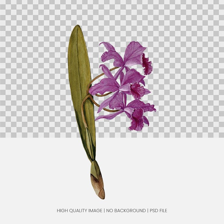 PSD watercolor painting of a purple orchid isolated on transparent background