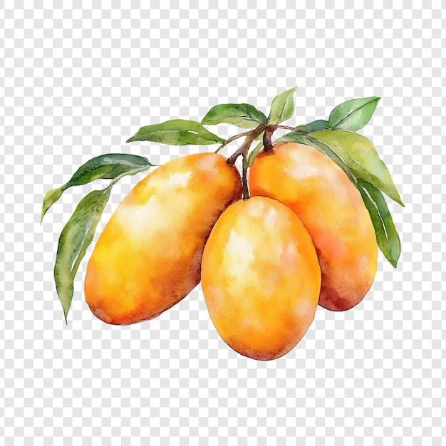 Watercolor painting of ripe mangoes on a branch with leaves