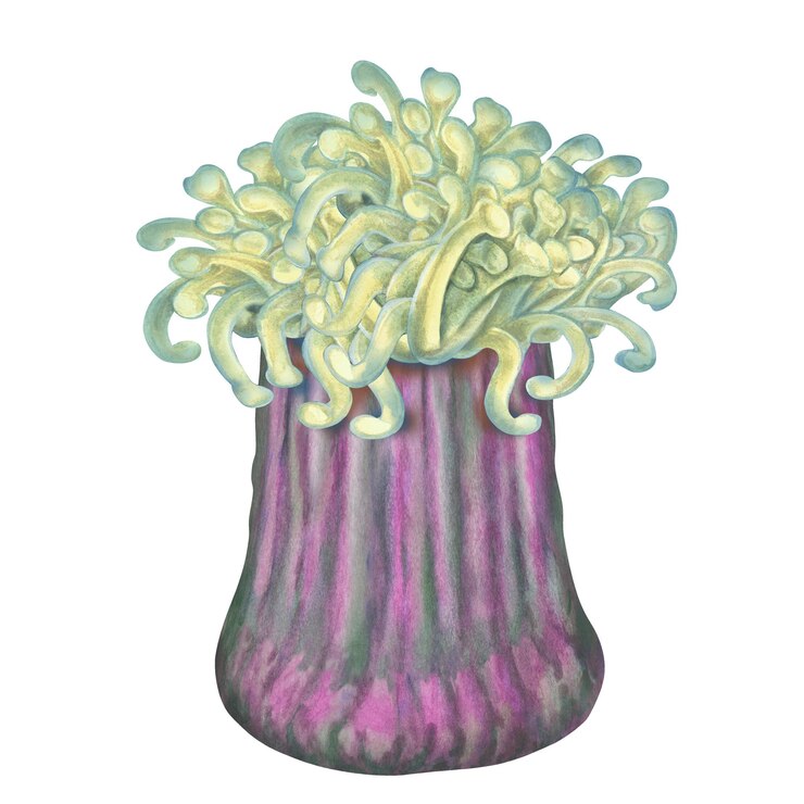 PSD watercolor sea anemone with green tentacles purple body on white background for marine design diving