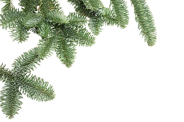 Weihnachtsbaumzweig auf isolierten weißen Hintergrund Winterferienelement für Grußkartendesign