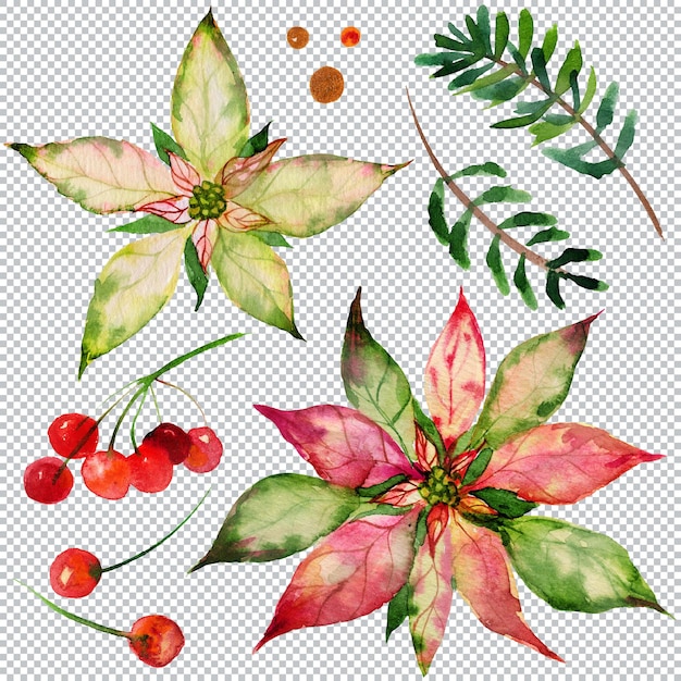 PSD weihnachtsblumenbündel mit weihnachtsstern und ale und roten beeren aquarell grafische elemente