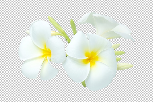 Weiß-gelber Blumenstrauß Plumeria blüht Transparenz