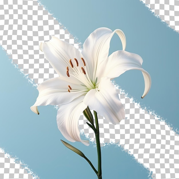 Weiße amaryllis blüht