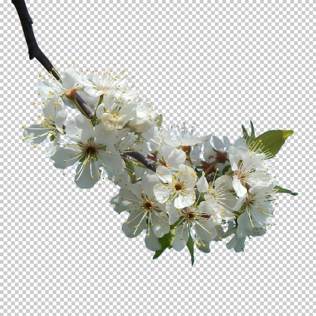 Weiße blumen png isolierter transparenter hintergrund