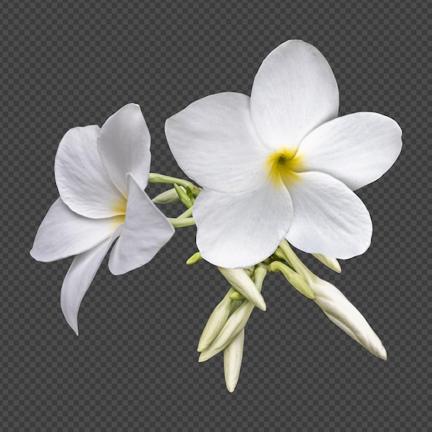 Weiße Frangipani-Blüten isolierte Wiedergabe