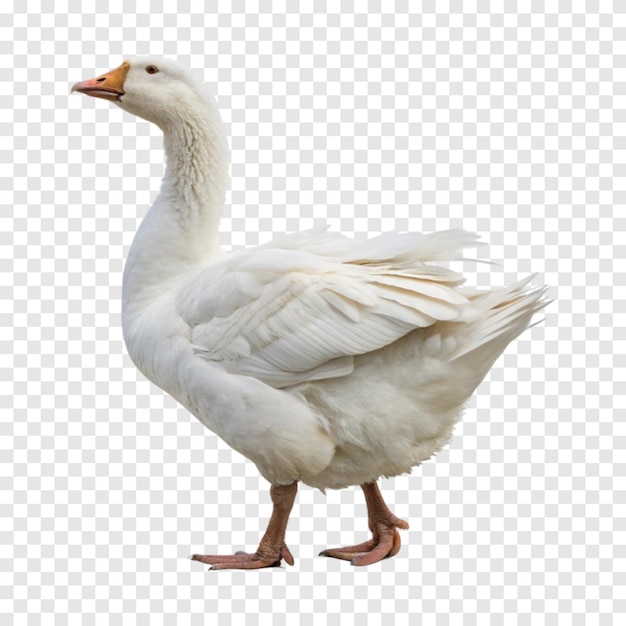 Weiße Gans steht isoliert auf einem durchsichtigen weißen Hintergrund