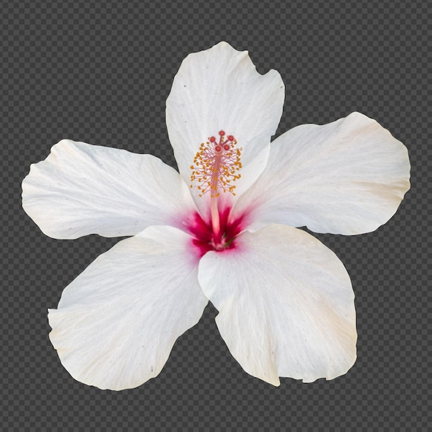 Weiße hibiskusblüte isolierte wiedergabe