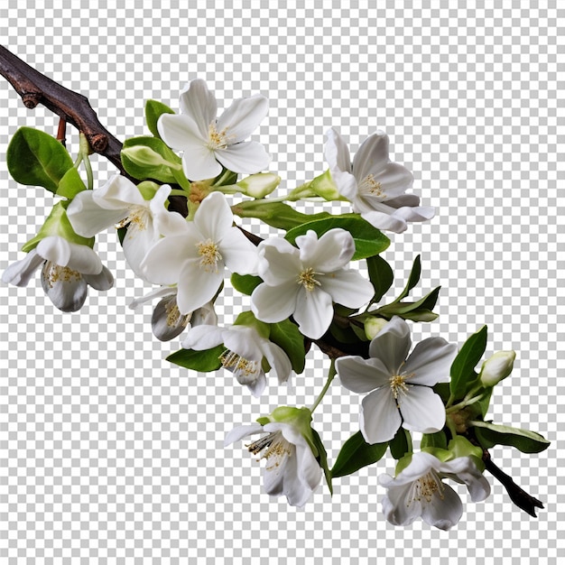PSD weiße jasminblüten