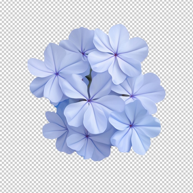 Weiße Plumbago- oder Cape-Leadwortblüte, kleine blaue Blumensträuße, die auf durchsichtigem Boden isoliert sind