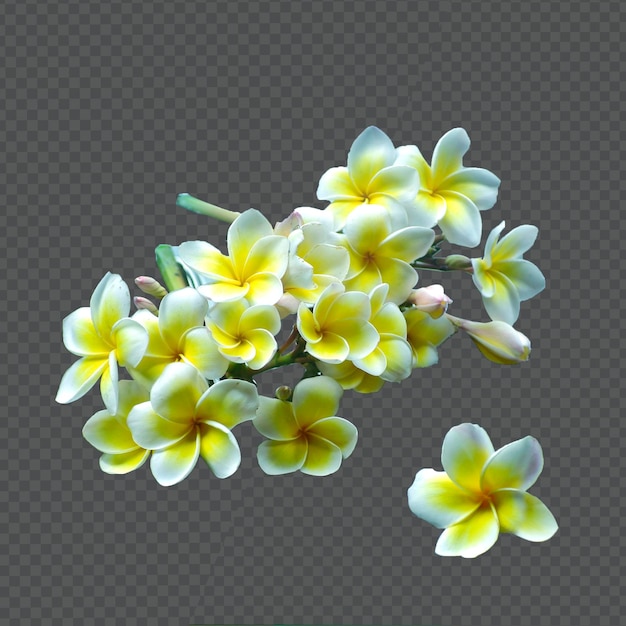 PSD weiße und gelbe plumeria-blüten, frangipani-blüten, isolierter hintergrund