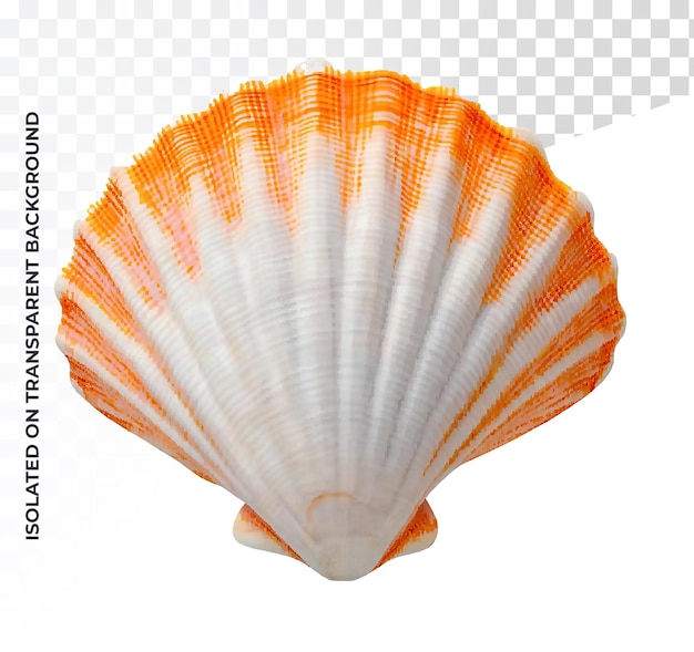 Weiße und orangefarbene Muscheln im klassischen Stil auf durchsichtigem Hintergrund
