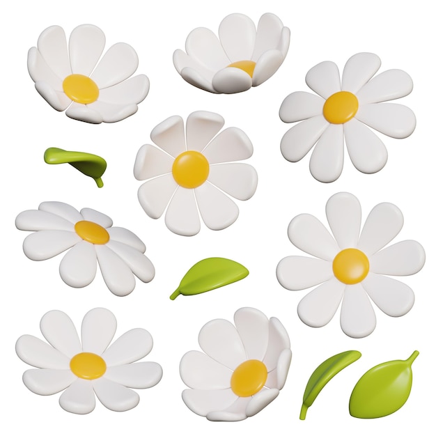White daisy flower with leaves 3D graphic