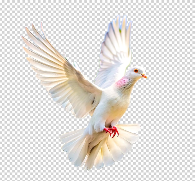 white pigeon flying on transparent