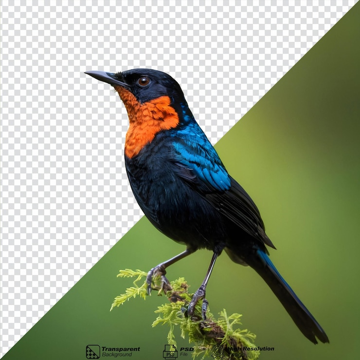PSD white-rumped shama un impresionante pájaro cantor encontrado en los bosques arte fino aislado