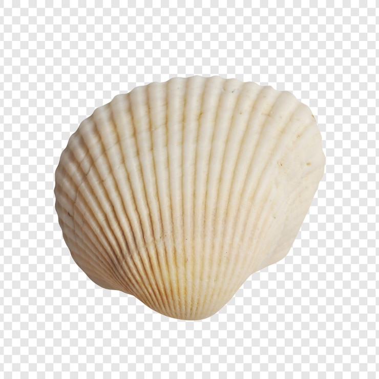 PSD white scallop seashell