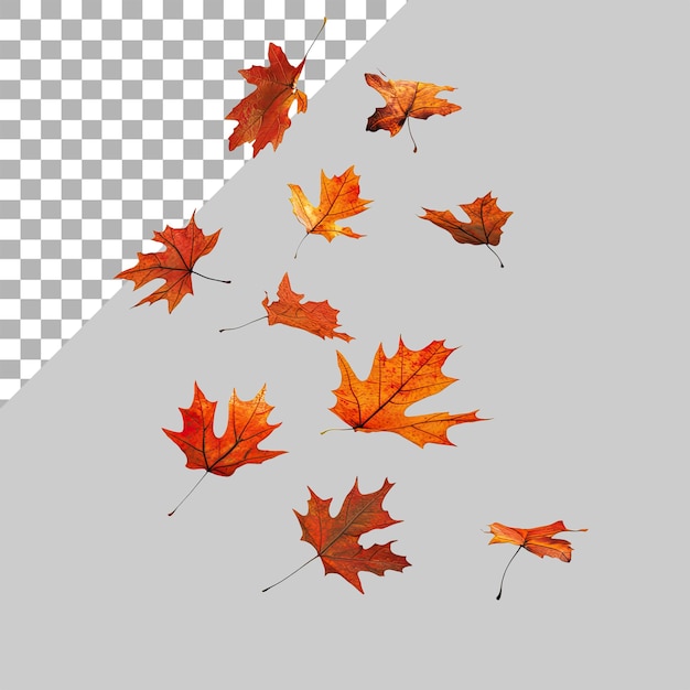 Wirkung von im Wind fliegenden Herbstblättern, isoliert auf einem durchsichtigen Hintergrund