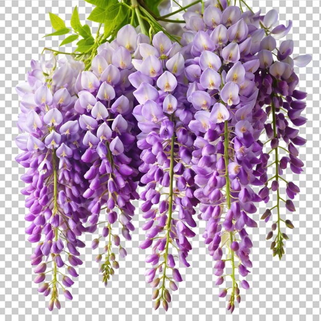 Wisteria en un fondo transparente