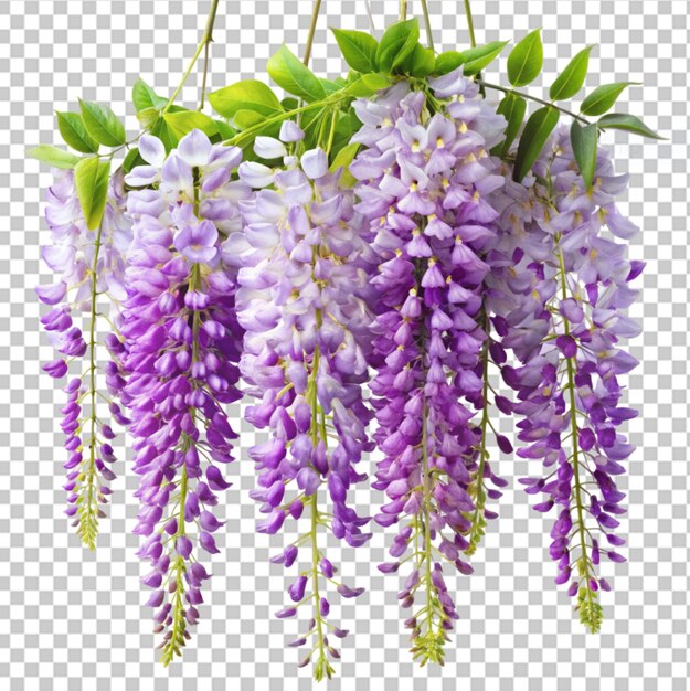 PSD wisteria en un fondo transparente