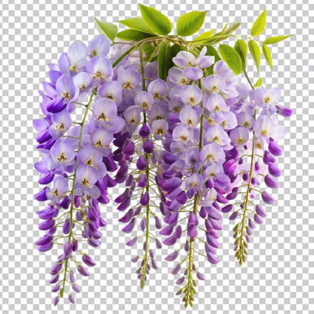 Wisteria en un fondo transparente