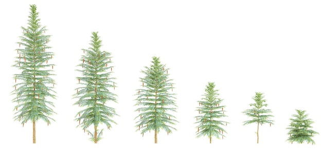 Wollemi-Kiefern mit durchsichtigem Hintergrund 3D-Rendering zur Illustration