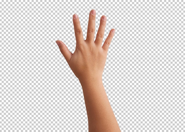 Woman hand isolated transparency background