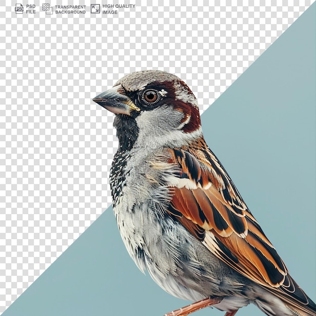 PSD world sparrow day png background