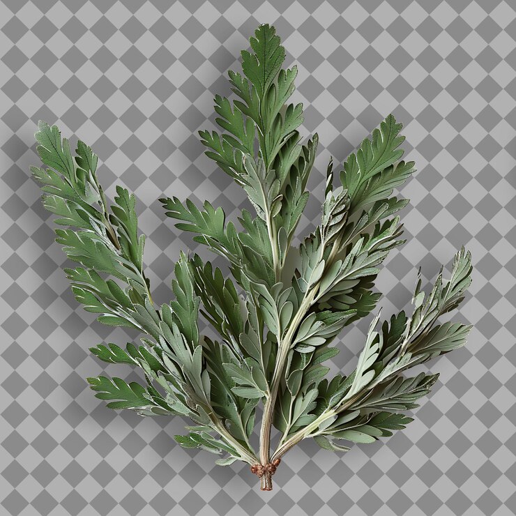 PSD wormwood herb herb type artemisia absinthium forma de hierba dr objeto aislado en un fondo limpio