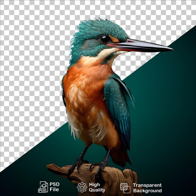 PSD wunderschöner kingfisher isoliert auf durchsichtigem hintergrund png-datei enthalten
