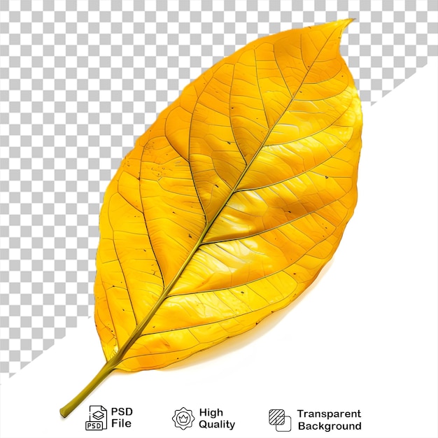 PSD a yellow leaf that is on a transparent background