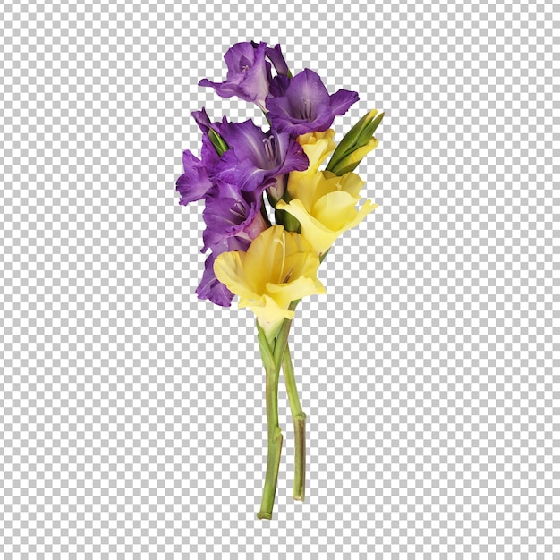 yellow purple gladiolus flower stem isolated rendering