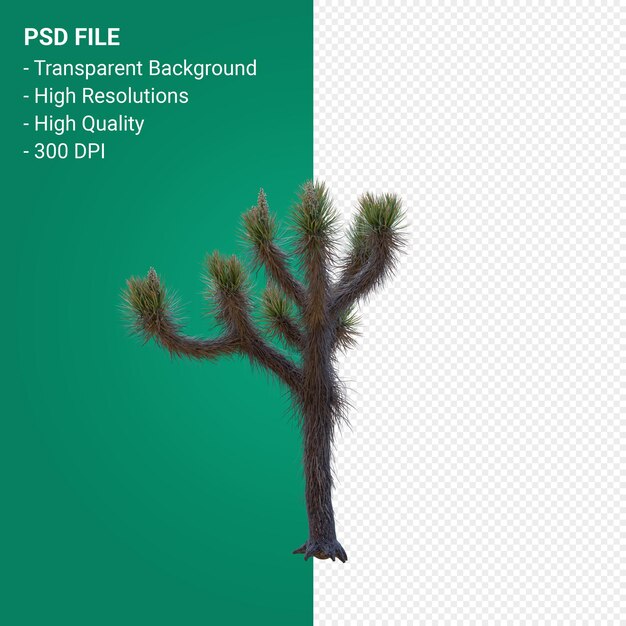 PSD yucca brevifolia 3d render aislado diseño realista